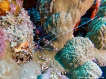 Marsa Alam - Banded Coral Shrimp